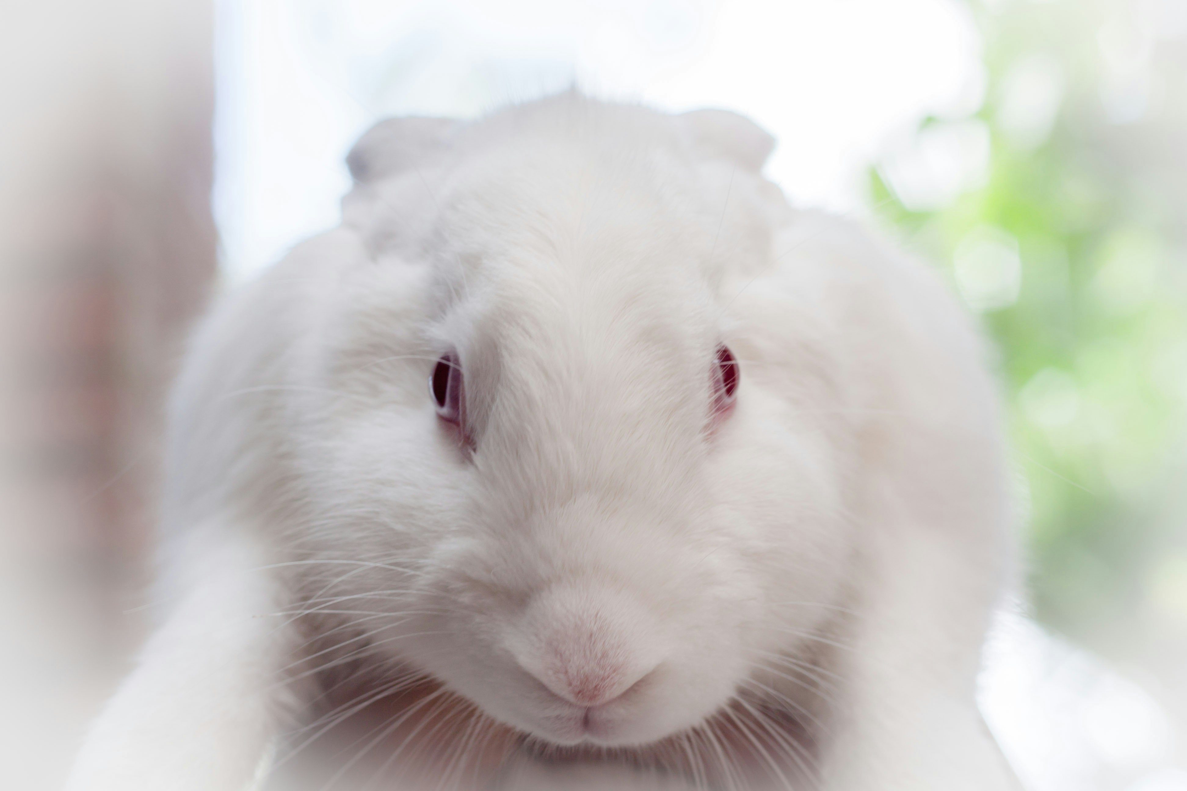 Breeder Rabbit